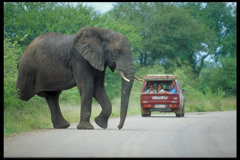 Urlaub in Südafrika - Kurzreise in den Kruger Nationalpark